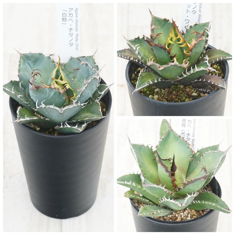 �����١������Υ����ʣ��糧�åȡ���ߡ���ǭ�����㡼�������ɢ������3.5��ȭ