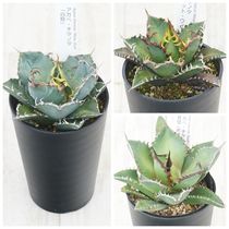 アガベ・オバティフォリア フロスティーブルー5号ポット | | アガベ