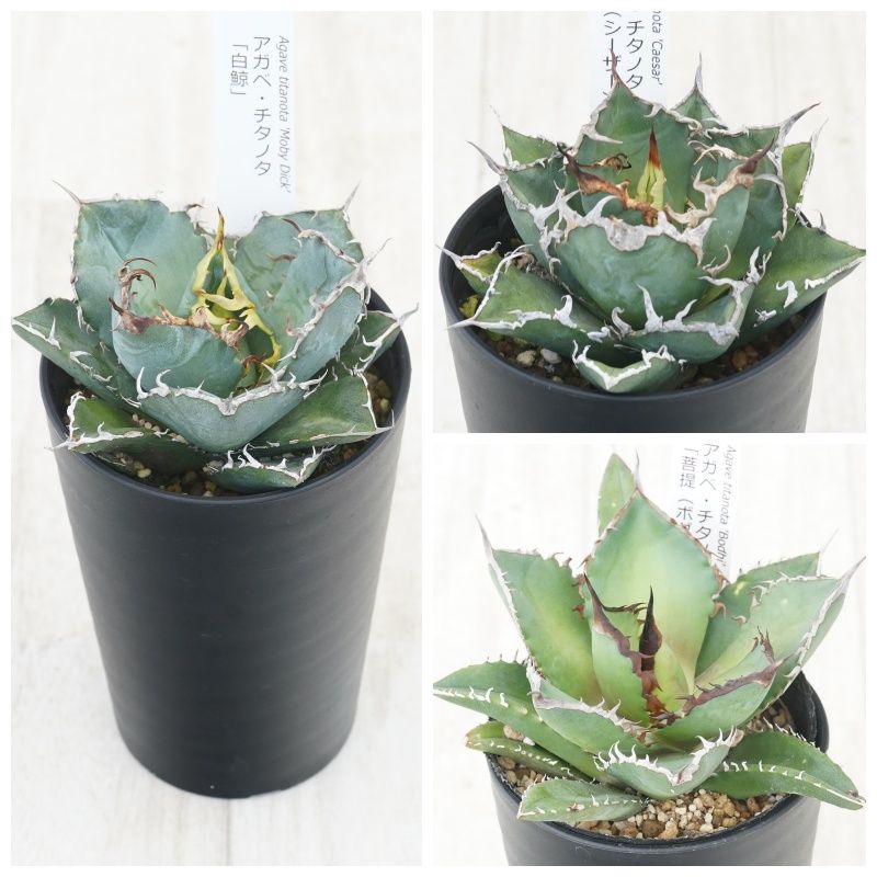 �����١������Υ�����3�糧�åȡ���ߡ��������������㡼�������ɢ������3.5��ȭ