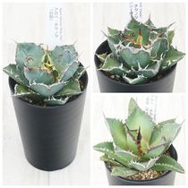 アガベ・オバティフォリア フロスティーブルー5号ポット | | アガベ