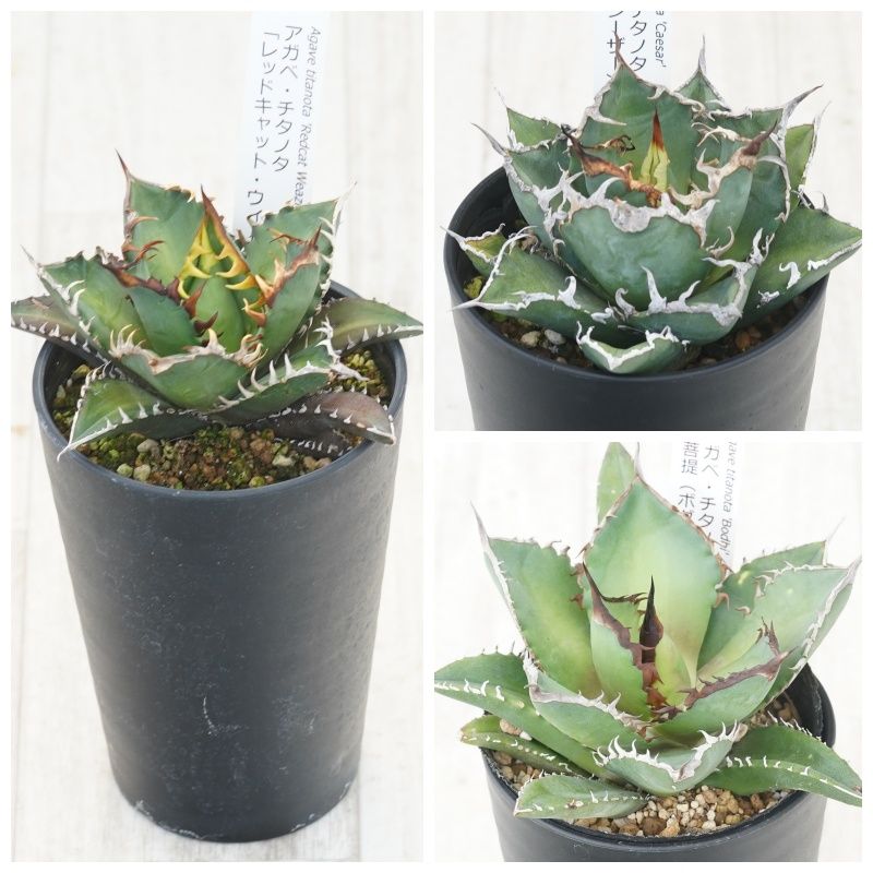 �����١������Υ�����3�糧�åȡ���ǭ���������������㡼�������ɢ������3.5��ȭ