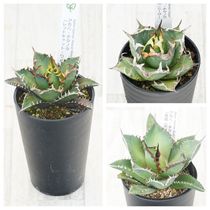 アガベお買い得セット | 四国ガーデン株式会社