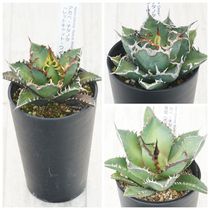 アガベ・アメリカーナ「華厳」 5号ロングポット | | アガベ