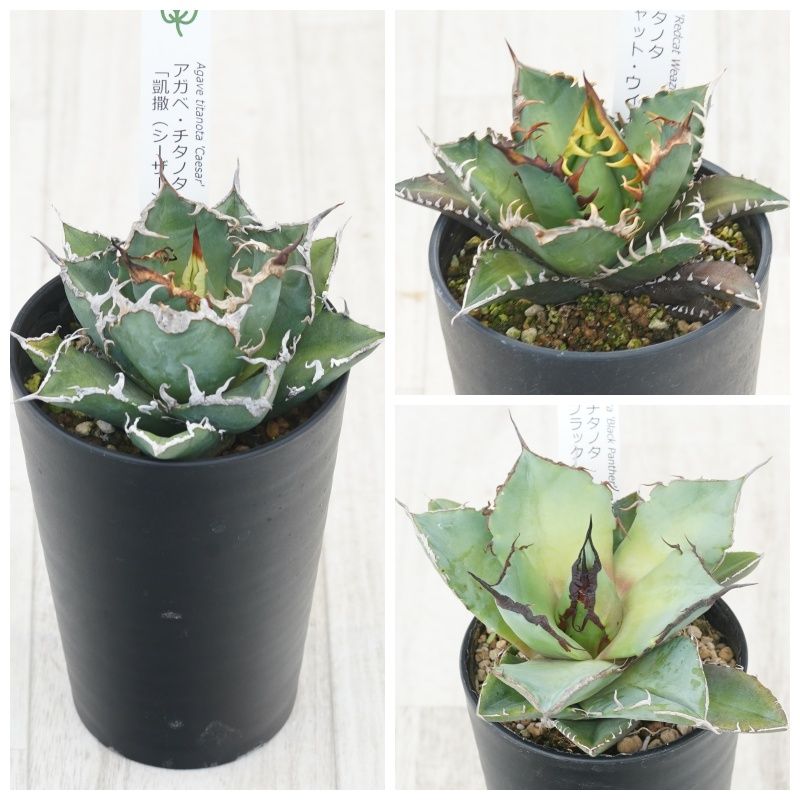 �����١������Υ�����3�糧�åȡʥ�����������ǭ���֥�å��ѥ󥵡���3.5��ȭ