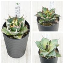 �����١������Υ�����3�糧�åȡʥ�����������ǭ���֥�å��ѥ󥵡���3.5��ȭ