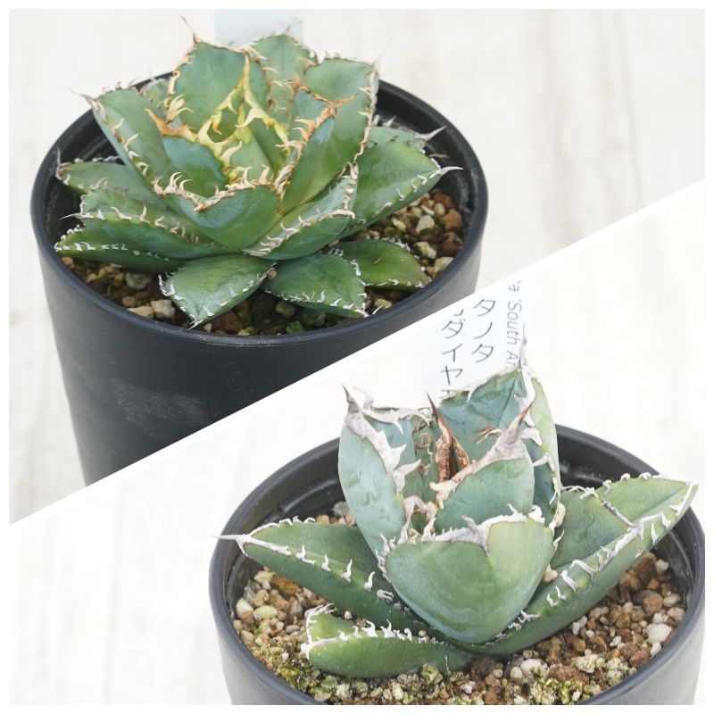 �����١������Υ�����2�糧�åȡʥե��ꥰ�꡼����եꥫ��������ɡ�3.5��ȭ