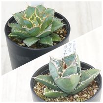 選抜株】アガベ・オテロイ 特選株 ぷっくりタイプ 2号 | | アガベ実生