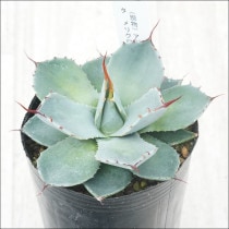 現物販売（コレクション株） | 四国ガーデン株式会社