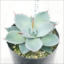 現物販売（コレクション株） | 四国ガーデン株式会社