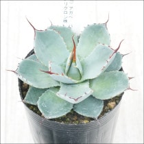 現物販売（コレクション株） | 四国ガーデン株式会社