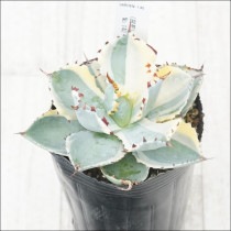 �Ը�ʪ�ե����١���������󥷥������֥ȥ��˶ӡ��Ѥ���á�No.140��3��