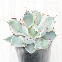 現物販売（コレクション株） | 四国ガーデン株式会社