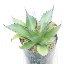 現物販売（コレクション株） | 四国ガーデン株式会社