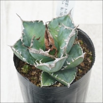 現物販売（コレクション株） | 四国ガーデン株式会社