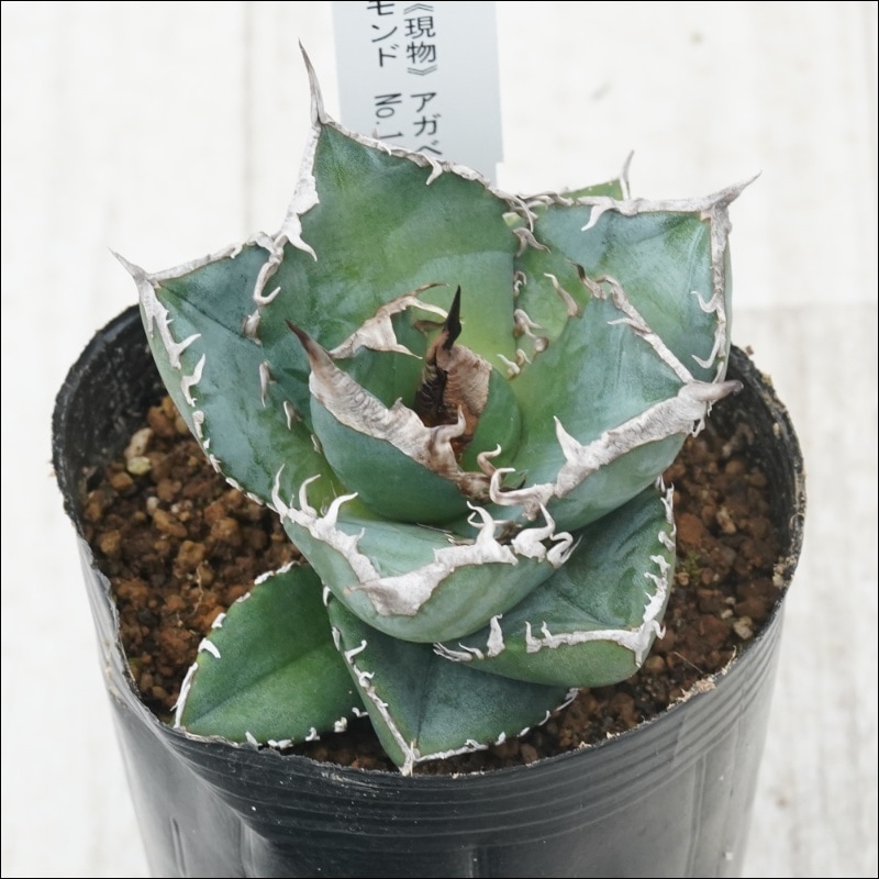 アガベ　チタノタ　オテロイ　SAD 南アフリカダイヤモンド　子株付き SAD 子株 南アフリカダイヤモンド アガベ オテロイ / チタノタ / agave
