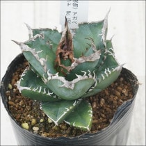 現物販売（コレクション株） | 四国ガーデン株式会社