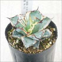 現物販売（コレクション株） | 四国ガーデン株式会社