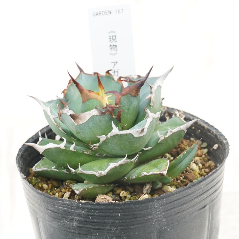 現物》アガべ チタノタ ハデス 子株付き No.167 3号 | | 現物販売