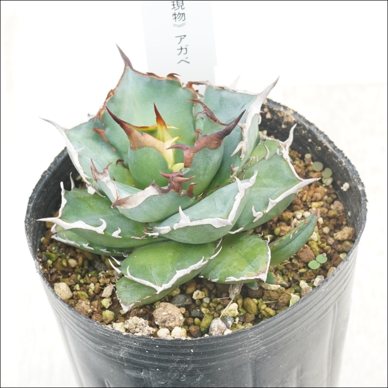 現物》アガべ チタノタ ハデス 子株付き No.167 3号 | | 現物販売