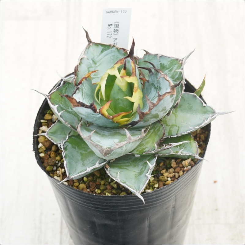 �Ը�ʪ�ե����١������Υ����֥�å����֥롼���ҳ��դ���No.172��4��