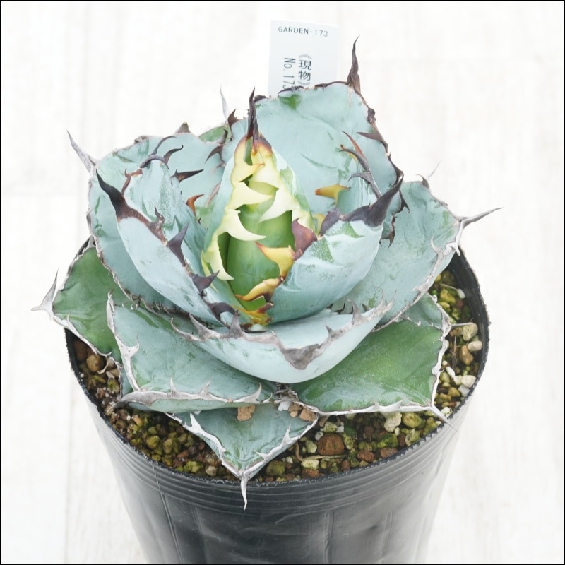 �Ը�ʪ�ե����١������Υ����֥�å����֥롼��No.173��4��