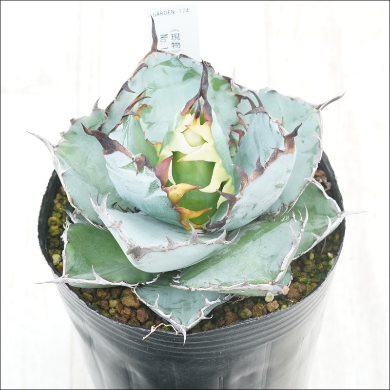 �Ը�ʪ�ե����١������Υ����֥�å����֥롼���ҳ��դ���No.174��4��