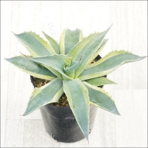 �Ը�ʪ�ե����١����Хƥ��ե��ꥢ�����륫��No.178��4��