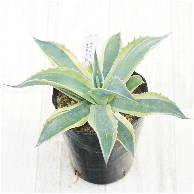 �Ը�ʪ�ե����١����Хƥ��ե��ꥢ�����륫��No.180��4��