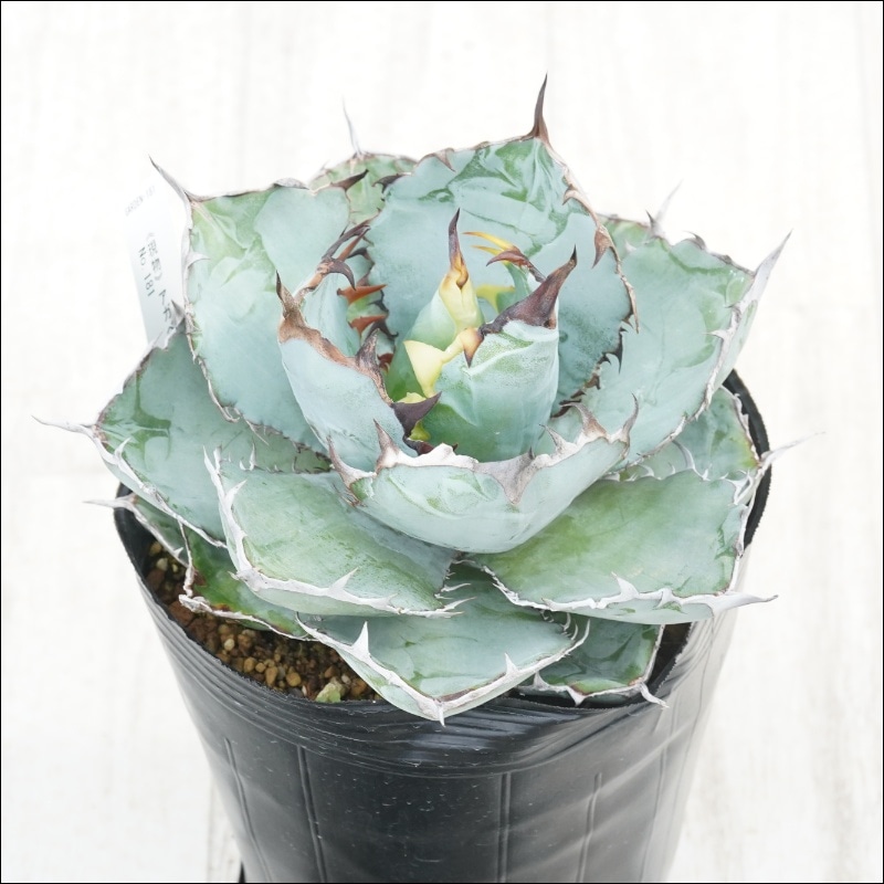 �Ը�ʪ�ե����١������Υ����֥�å����֥롼��No.181��5��