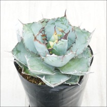 �Ը�ʪ�ե����١������Υ����֥�å����֥롼��No.181��5��