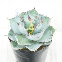 �Ը�ʪ�ե����١������Υ����֥�å����֥롼��No.182��5��