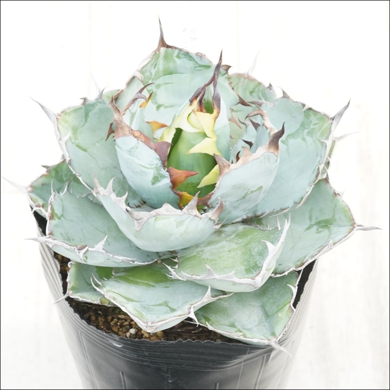 �Ը�ʪ�ե����١������Υ����֥�å����֥롼��No.183��5��