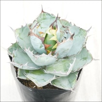 �Ը�ʪ�ե����١������Υ����֥�å����֥롼��No.183��5��