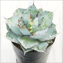 �Ը�ʪ�ե����١������Υ����֥�å����֥롼��No.185��5��