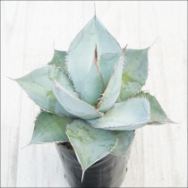 �Ը�ʪ�ե����١������Υ����ۥ磻�ȥ����������ࡼ�����å���No.186��4��