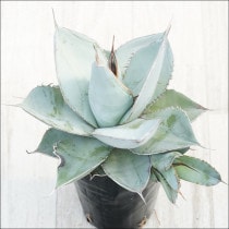 �Ը�ʪ�ե����١������Υ����ۥ磻�ȥ����������ࡼ�����å����ҳ��դ���No.187��4��