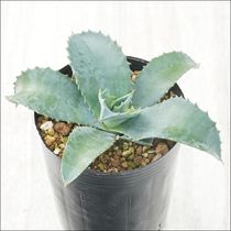 アガベ・アメリカーナ「華厳」 5号ロングポット | | アガベ