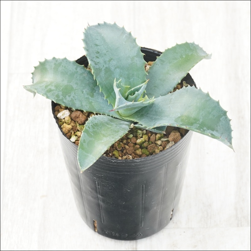 【現品】アガベ・ミスターリップル　Agave Mr Ripple　8号　２G番 楽天市場】ロックガーデン・ドライガーデンにお勧め【現品・現物