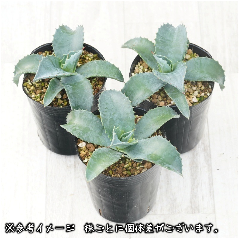 アガベ「ミスター・リップル」 3号ロングポット | | アガベ