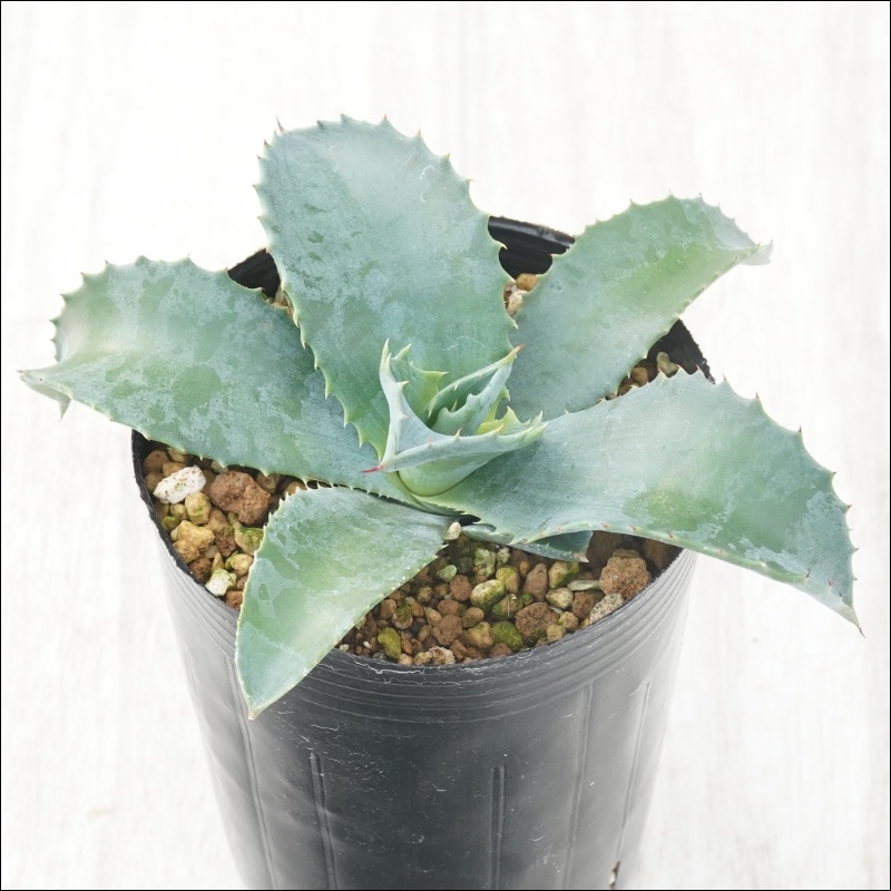 アガベ「ミスター・リップル」 3号ロングポット | | アガベ