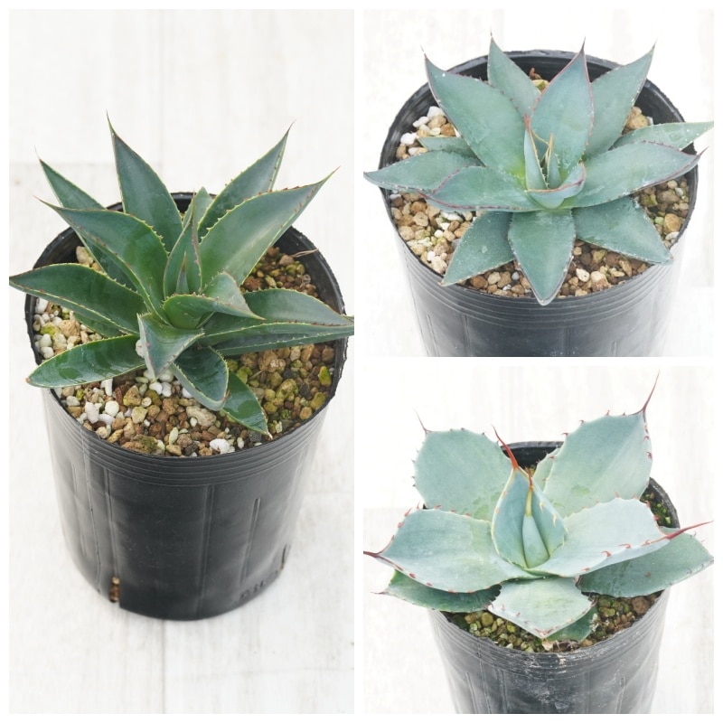 アガベ 耐寒性品種3種セット（ブルーグロー・ブルーエンバー・パリー