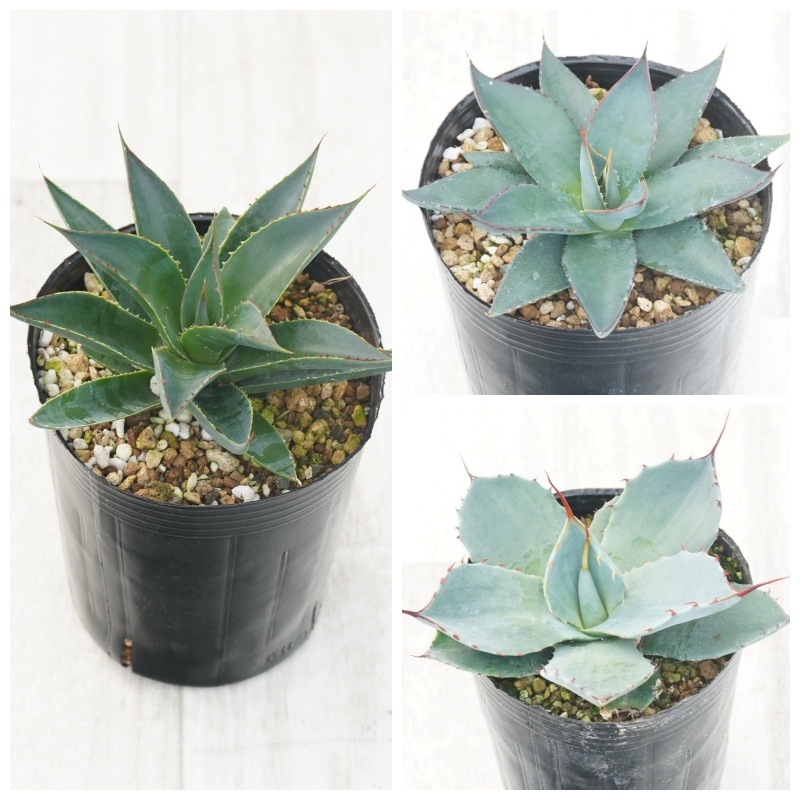 ■祝日最終値下げ【アガベ】【変わり斑】【耐寒性地植】【親株】ブルーグロー斑入り アガベ】【変わり斑】【耐寒性地植え】【親株】ブルーグロー斑入り