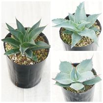 選抜株】アガベ・ジェスブレイティ「パープソラム」 裏棘 3号ロング