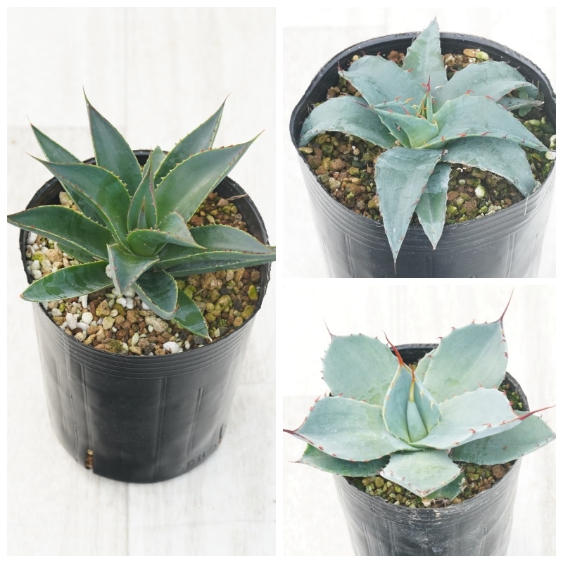 �����١��Ѵ����ʼ�3�糧�åȡʥ֥롼�����������硼�����ࡦ�ѥ꡼�ȥ�󥫡�����3����󥰥ݥå�