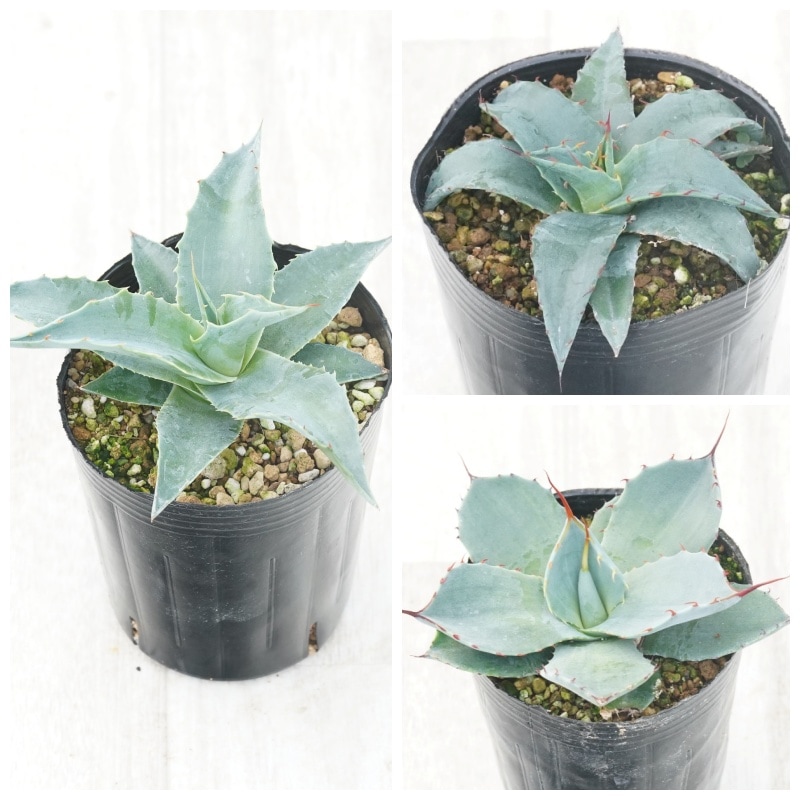 �����١��Ѵ����ʼ�3�糧�åȡʥ����󥸡������硼�����ࡦ�ѥ꡼�ȥ�󥫡�����3����󥰥ݥå�