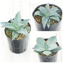 アガベ「ショー・タイム（Sho-Time）」交配種（オバティフォリア x