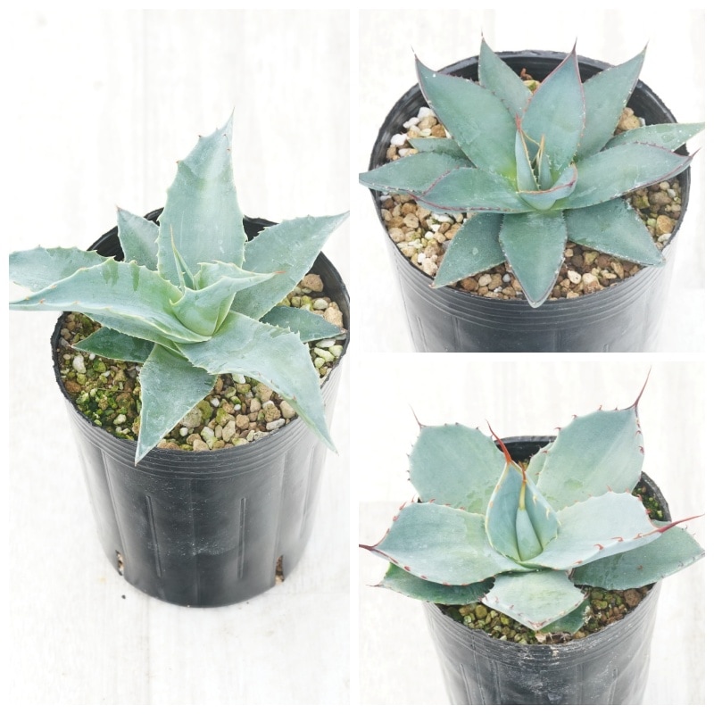 �����١��Ѵ����ʼ�3�糧�åȡʥ����󥸡����֥롼����С����ѥ꡼�ȥ�󥫡�����3����󥰥ݥå�