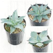 アガベ チタノタ銘品3種セット（白鯨・赤猫・宝珠）3.5号鉢