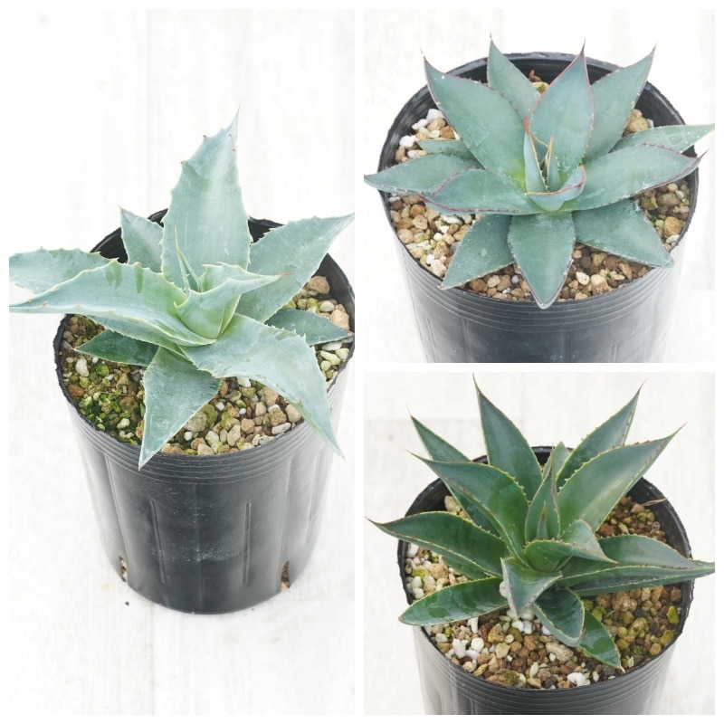 �����١��Ѵ����ʼ�3�糧�åȡʥ����󥸡����֥롼����С����֥롼��������3����󥰥ݥå�