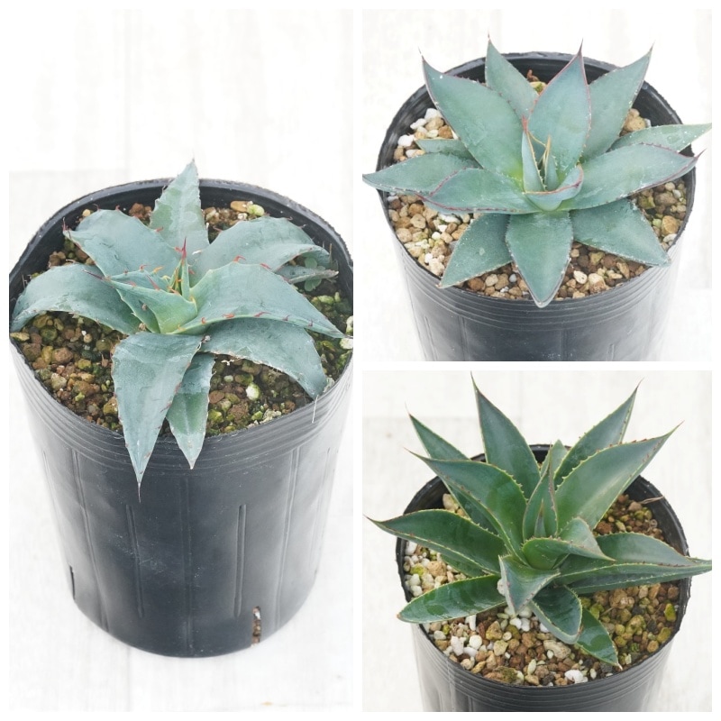 �����١��Ѵ����ʼ�3�糧�åȡʥ��硼�����ࡦ�֥롼����С����֥롼��������3����󥰥ݥå�